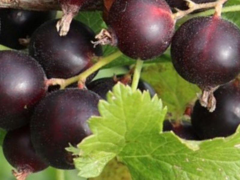 Solbær (jostabær) Ribes Nig. Jodeli® - 5 liters potte.