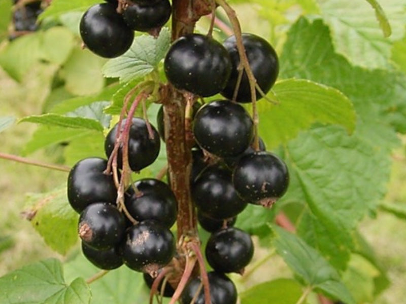Ribes Nig. Lowberry® Little Black Sugar i 5 L potte.