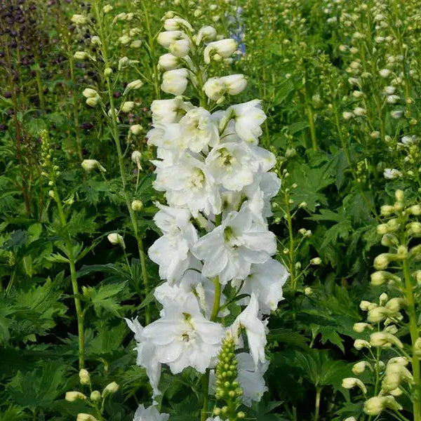 Ridderspore, DELPHINIUM p. M. Fountain i 1 L potte.
