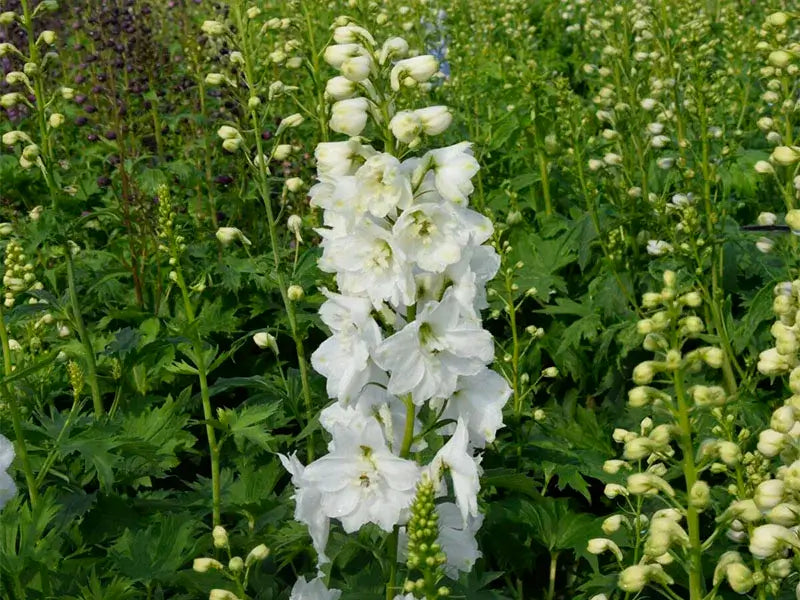 Ridderspore, DELPHINIUM p. M. Fountain i 1 L potte.