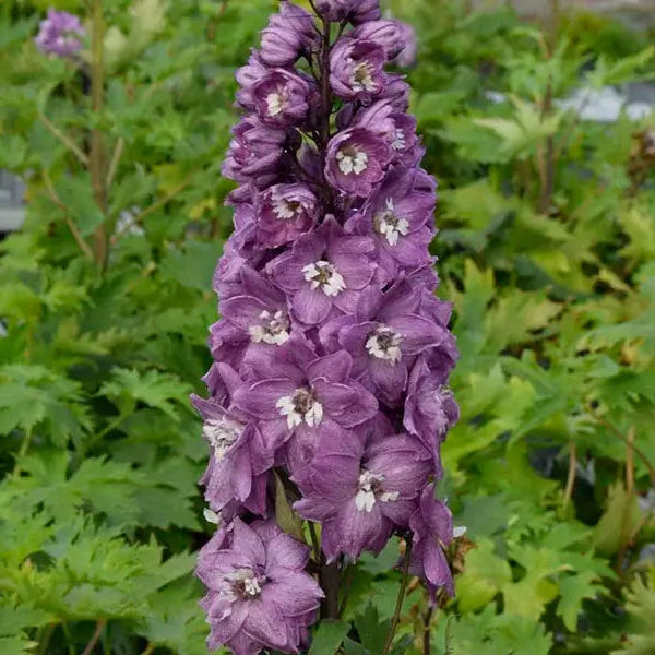 Ridderspore, DELPHINIUM p. M. Fountain, 1 L potte.