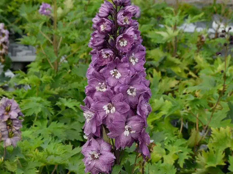 Ridderspore, DELPHINIUM p. M. Fountain, 1 L potte.
