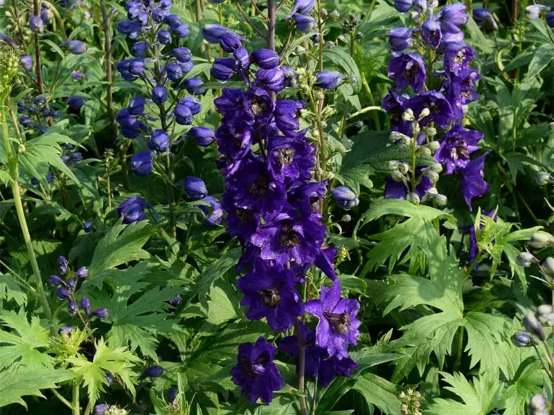 Ridderspore, DELPHINIUM pacific Black Knight i 1 L potte