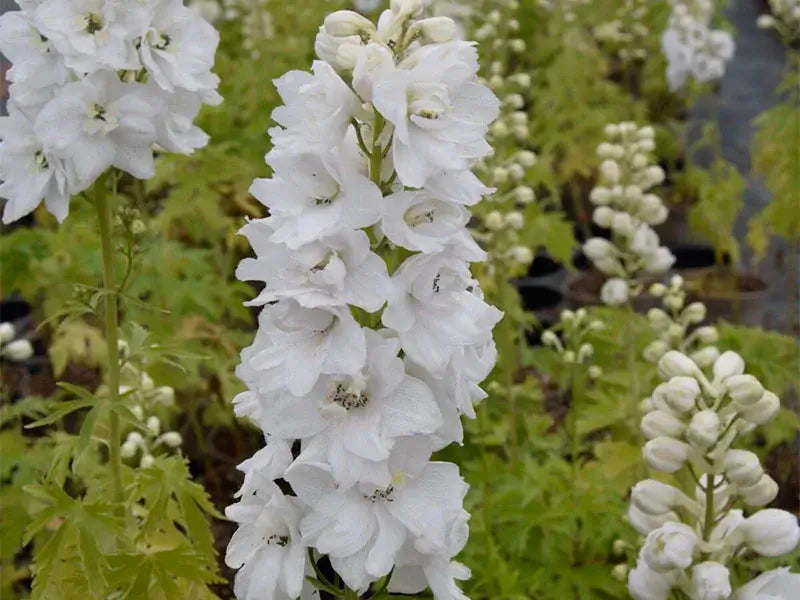 Ridderspore, DELPHINIUM pacific Galahad 1 L Potte