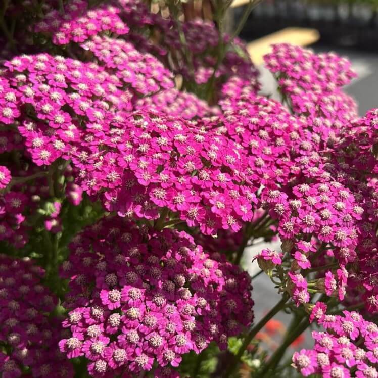Røllike 'Pink Grapefruit' til haven fra Hobby Haven