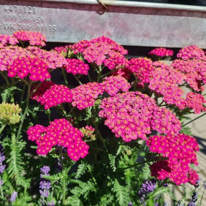 Røllike, ACHILLEA mil. 'New Vintage' Rose
