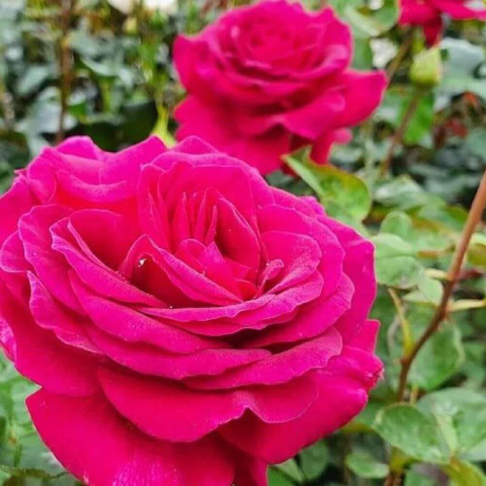 Storblomstrende rose, Rosa 'Big Purple'