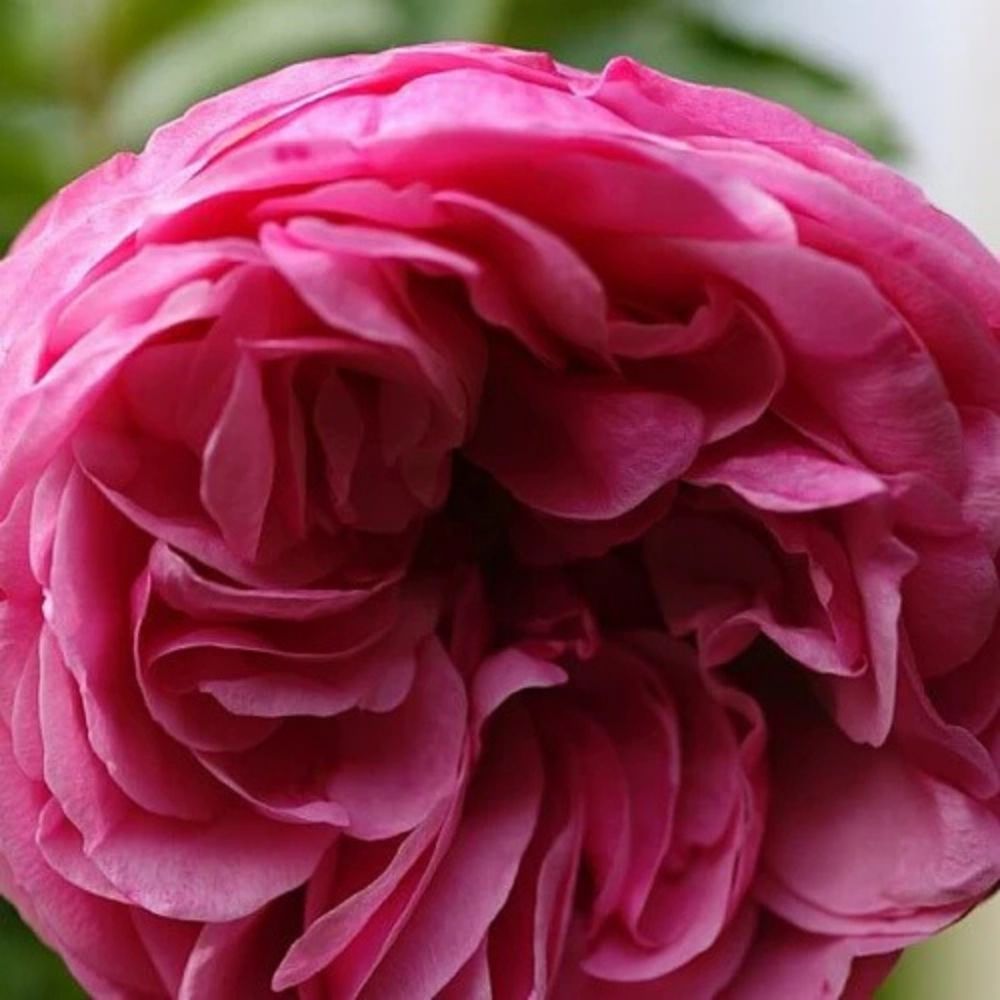Buketrose Rosa 'Leonardo Da Vinci' i dekorativ blomst.