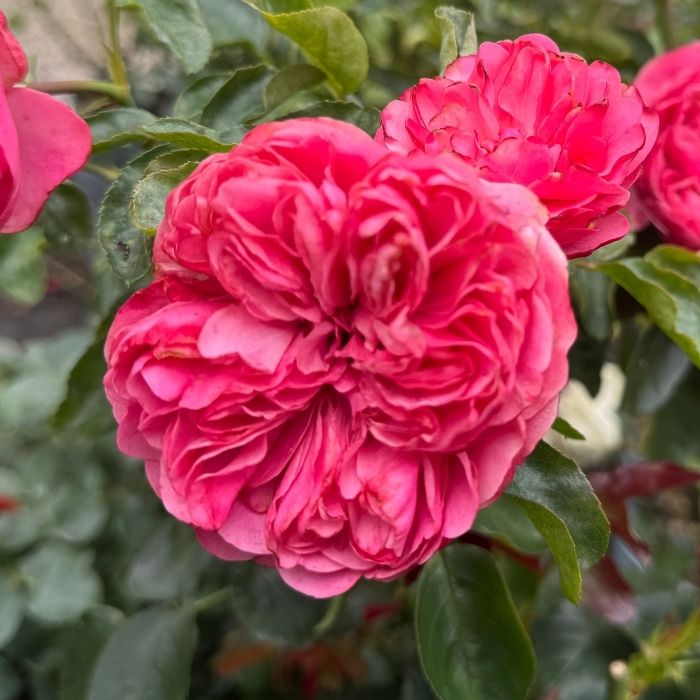 Rose Rosa 'Leonardo Da Vinci' – Klassisk buketrose med pink, fyldte roser og elegant vækst