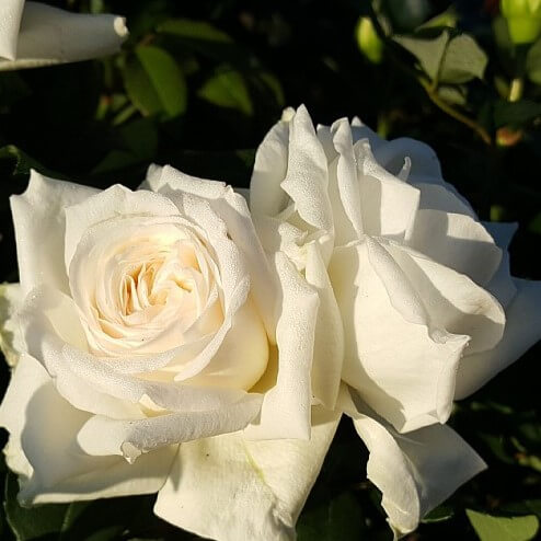 Storblomstrende rose, Rosa 'Claus Dalby™'