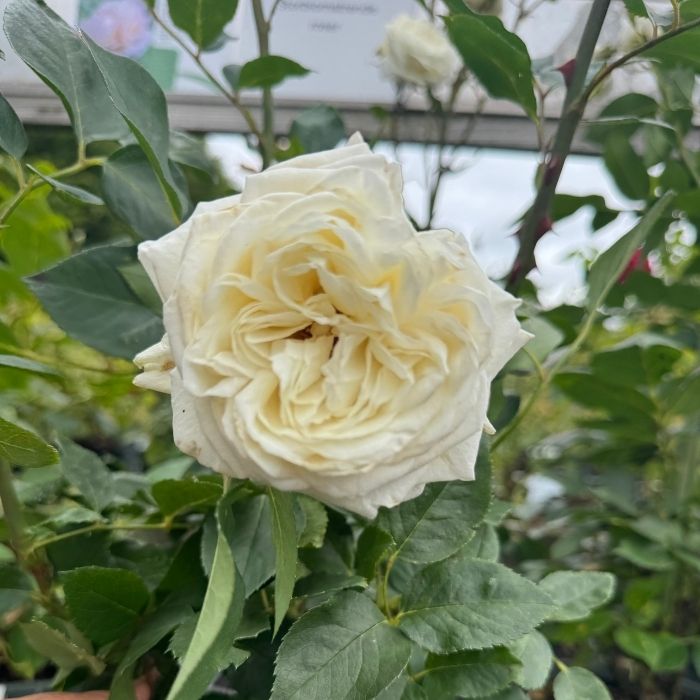 Rose, Rosa 'Claus Dalby' - storblomstrende