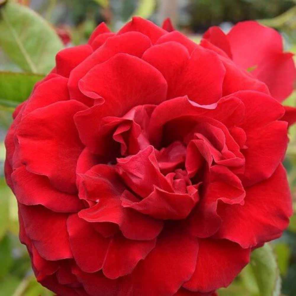Slyngrose, Rosa 'Grand Award', stilke med smukke roser.
