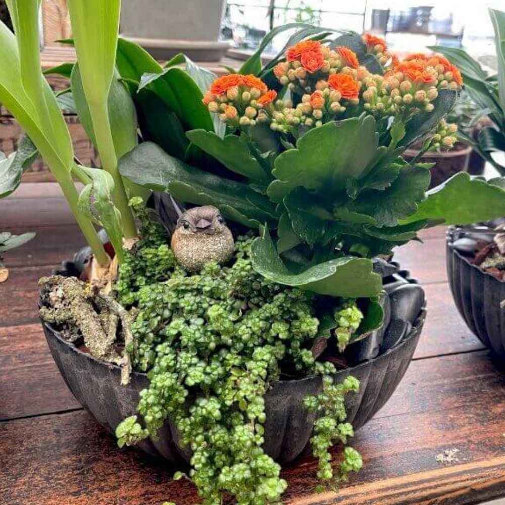 Sammenplantning i planteskål