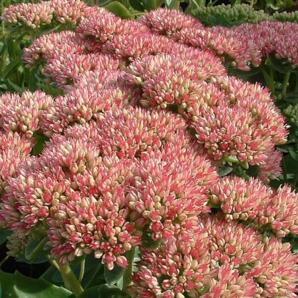 Sankthansurt, Sedum Herbstfreude - 13 cm Potte