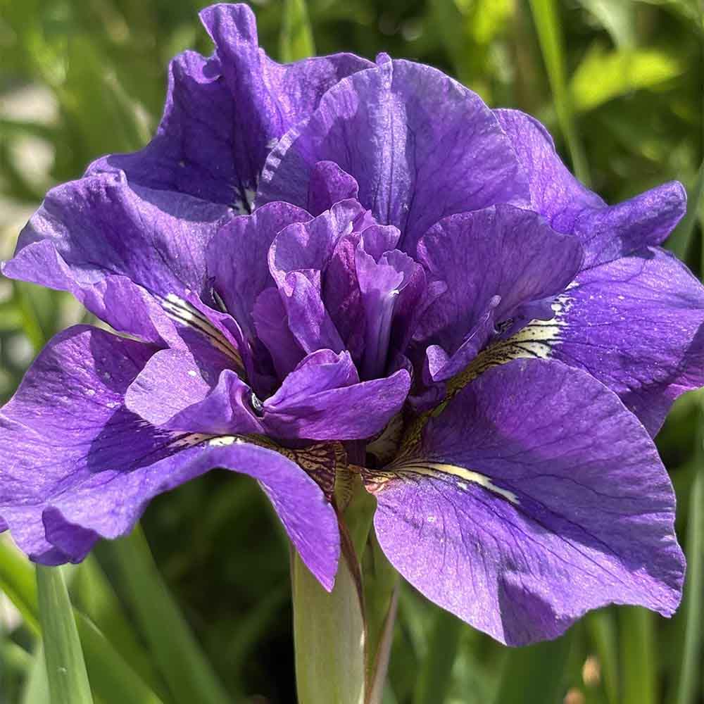 Smuk Sibirisk iris 'Having Fun' i 1 L Potte klar til at blive plantet i haven.