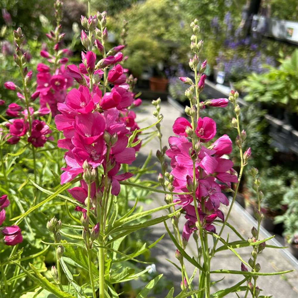 Silkekatost, SIDALCEA oregana 'Brilliant' - 1 L Potte