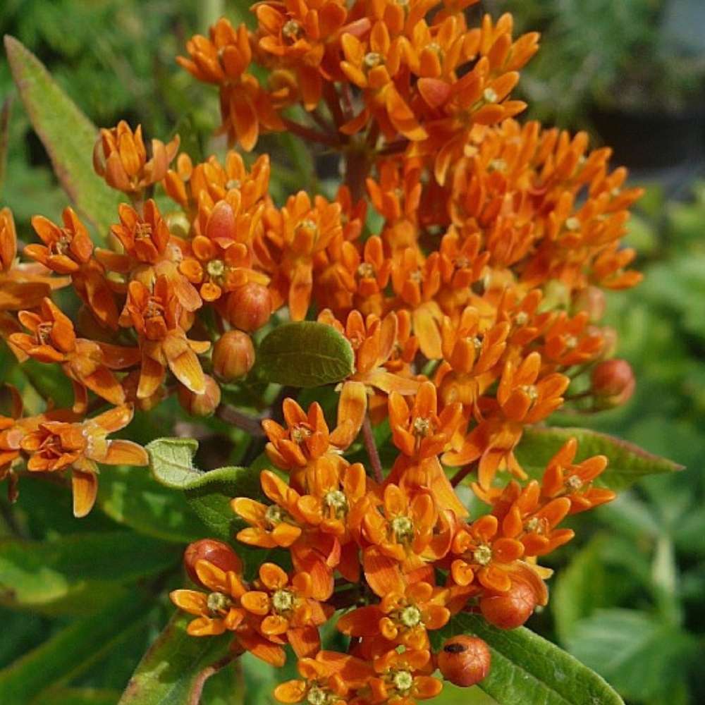 Silkeplante, ASCLEPIAS tuberosa - 1 L Potte