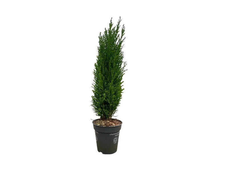 Chamaecyparis Law. Ellwoodii i 13 cm potte.