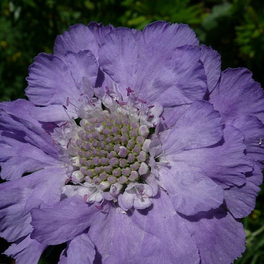 Skabiose SCABIOSA caucasica 'Perfecta' - en staude fra Hobby Haven
