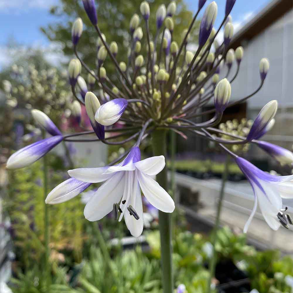 Skærmlilje, AGAPANTHUS h. ´Fireworks´ - 2 L Potte