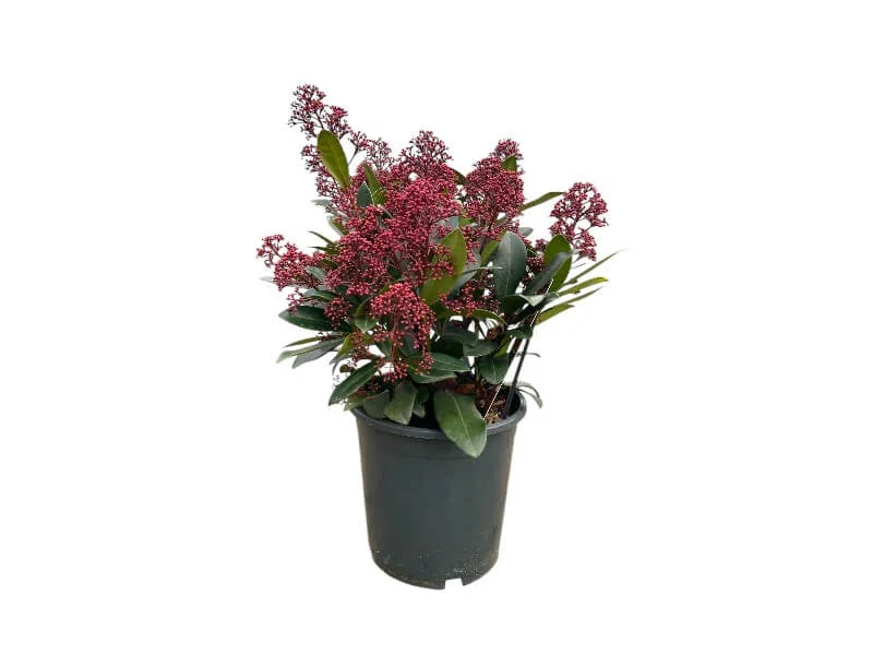 Skimmia Jap. 'Rubella' i potte, størrelse C5L 40/50.