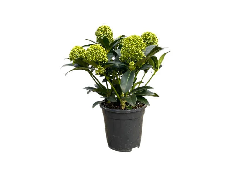 Skimmia Jap. White Globe i potte, størrelse P17.