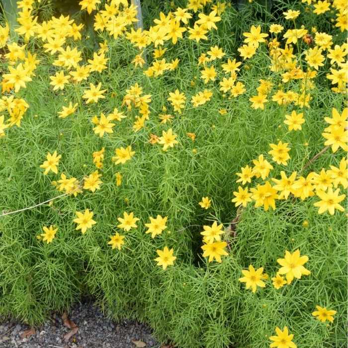 Skønhedsøje, COREOPSIS verticillata Grandiflora - 1 L Potte