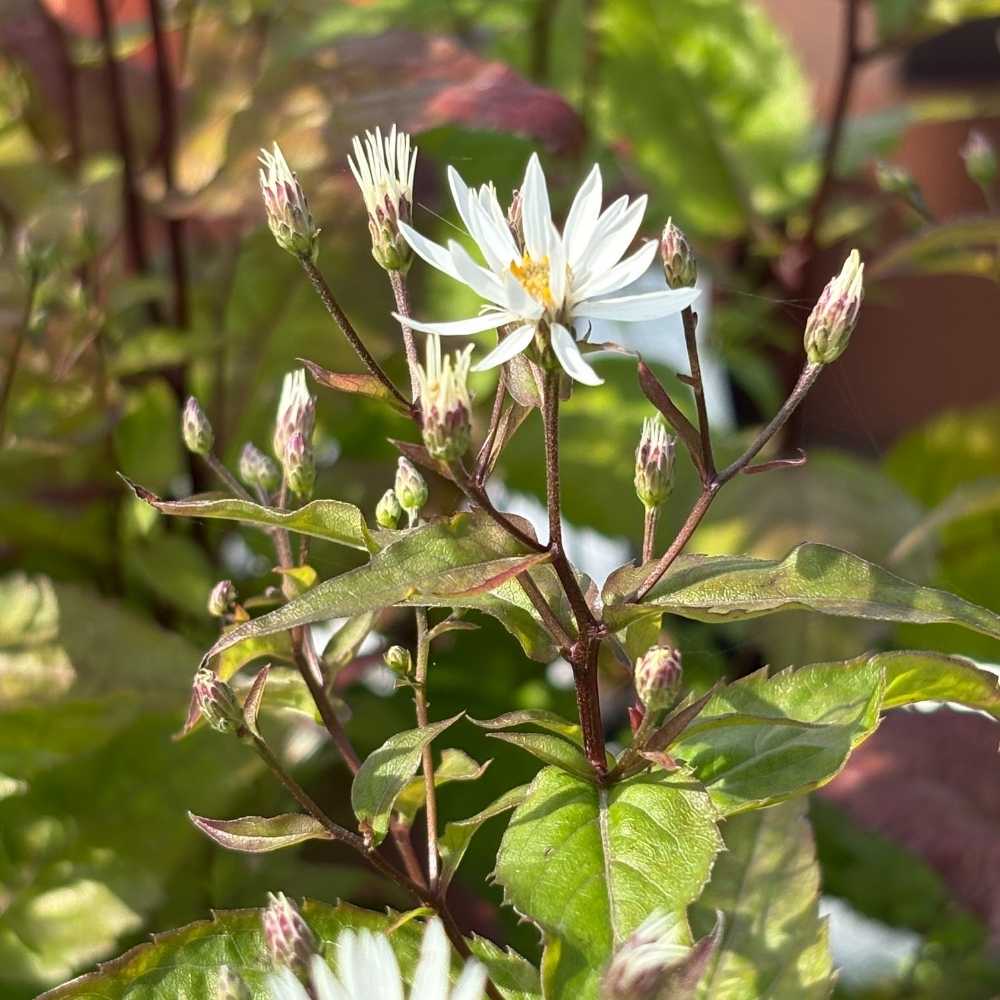 Skovasters ASTER divaricatus i 1 L Potte til haven