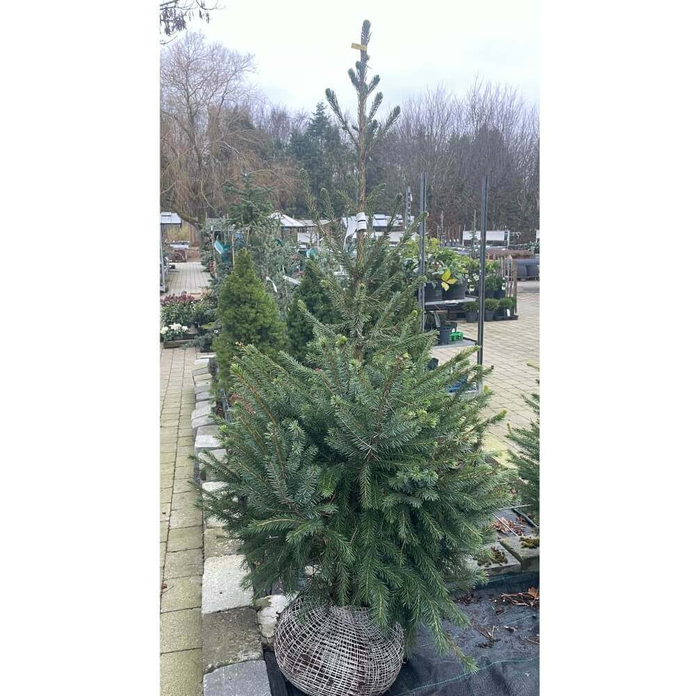 Søjlegran, PICEA OMORIKA med KLUMP - 100-125 cm