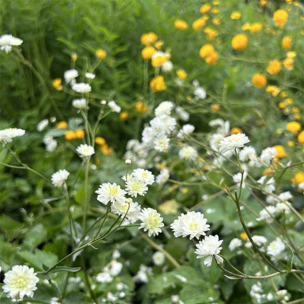 Sølvknap, RANUNCULUS acon. 'Pleniflorus'  1 L Potte