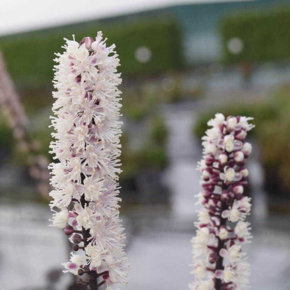 Sølvlys, ACTAEA simplex Pink Spike - 1 L Potte