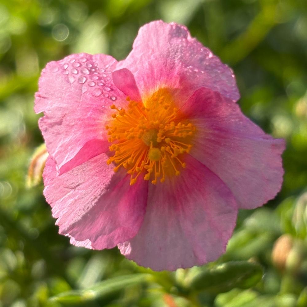 Soløje Lawrensons Pink 