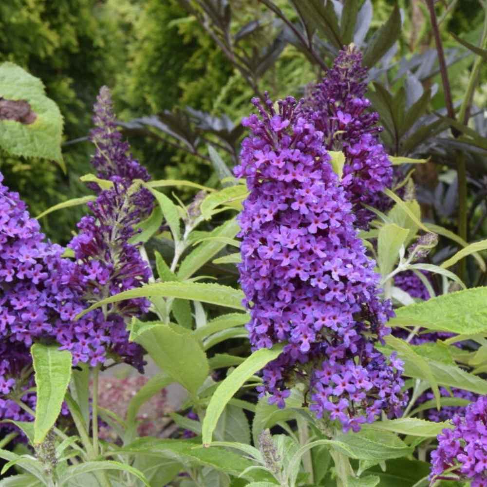Sommerfuglebusk, Buddleja davidii 'Candy Little Purple'