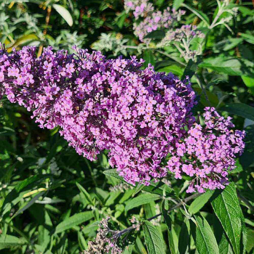 Sommerfuglebusk med blomsterklaser i blålilla nuancer til haven