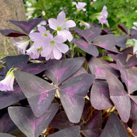 Sommerblomster