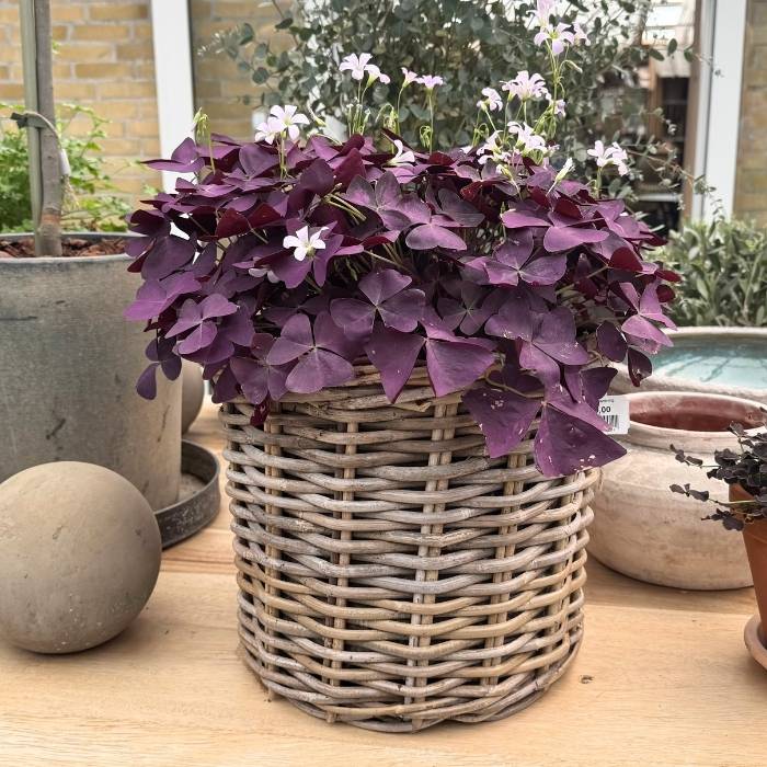 OXALIS TRIANGULARIS 10 cm