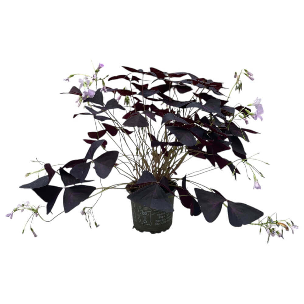 Sommerfuglekløver, Oxalis triangularis i 10 cm potte.