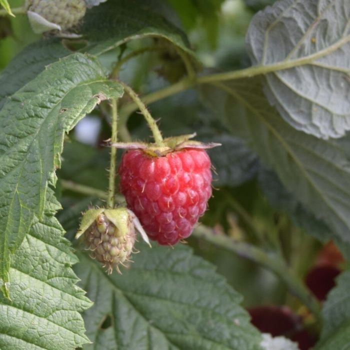 Sommerhindbær, Rubus Idae. Mormors Hallon - 5 L potte
