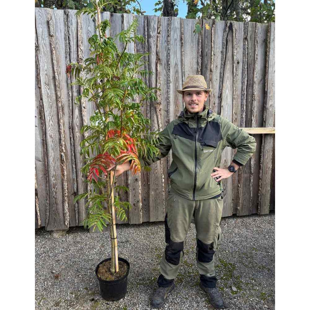 Røn træ, Sorbus ´Dodong´ - 150-175 cm stamme, i potte