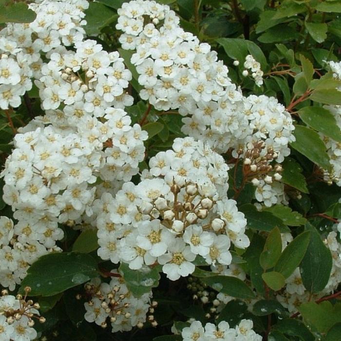 Spiræa, Spiraea Vanhouttei - hæk til haven