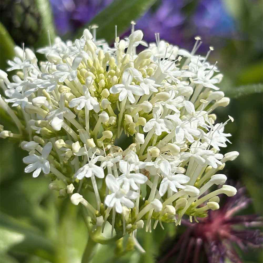 sporbaldrian, CENTRANTHUS ruber ´Albus´ i 1 L Potte til haven
