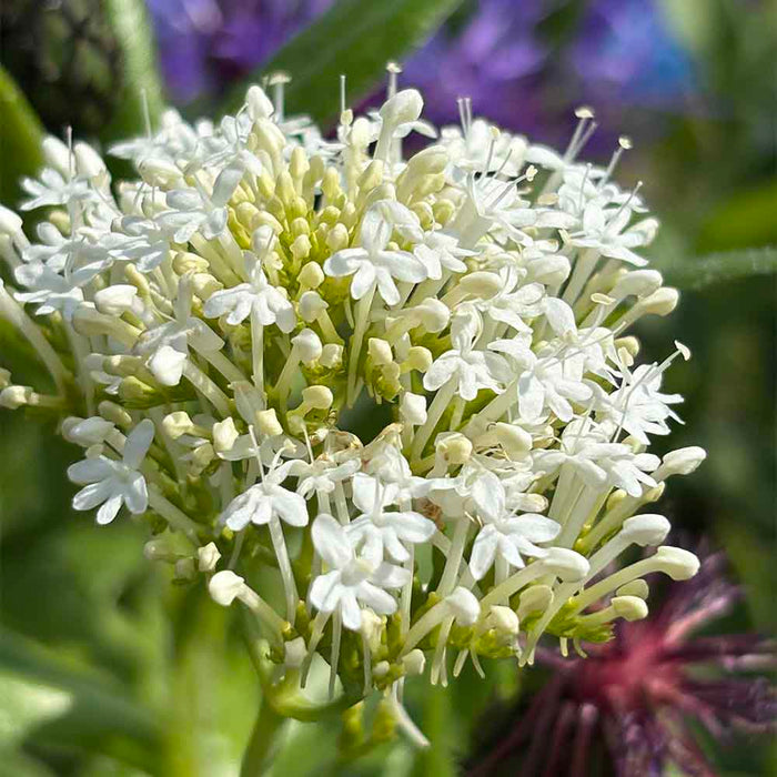 sporbaldrian, CENTRANTHUS ruber ´Albus´ - 1 L Potte