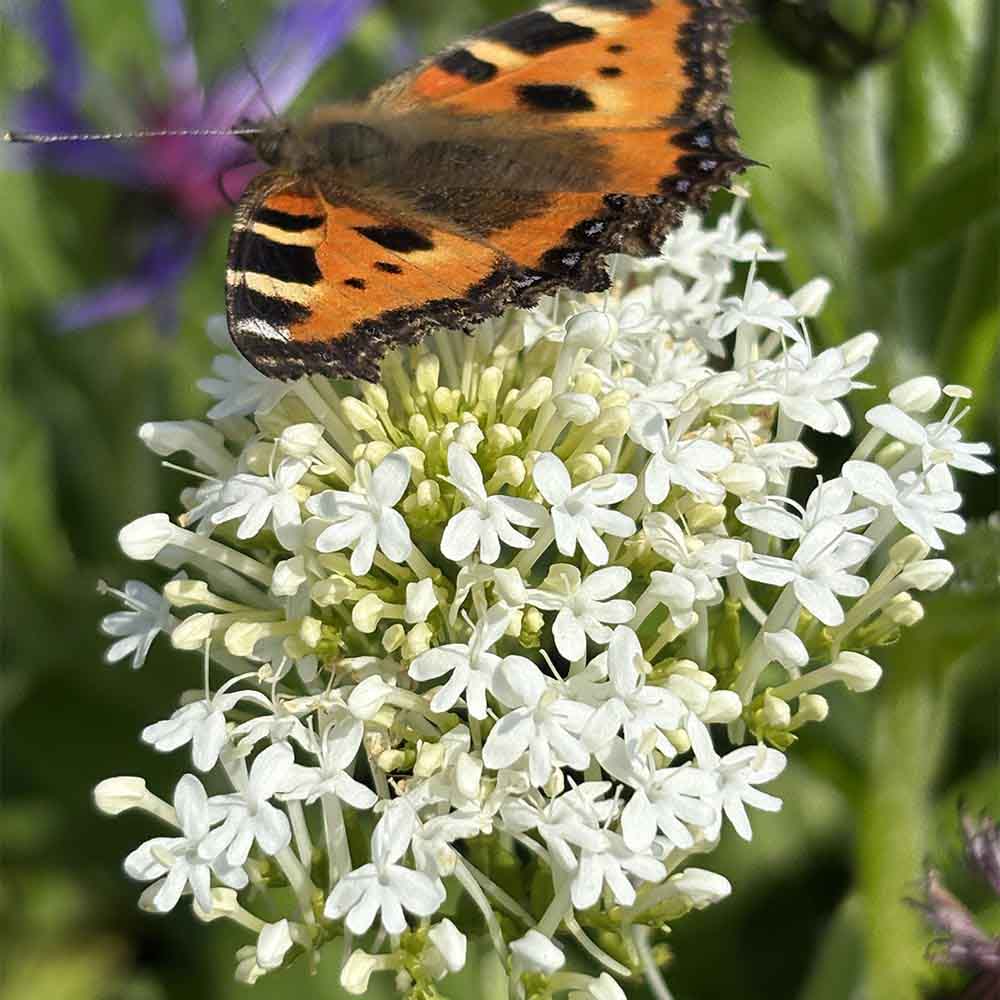 sporbaldrian, CENTRANTHUS ruber ´Albus´ i 1 L Potte