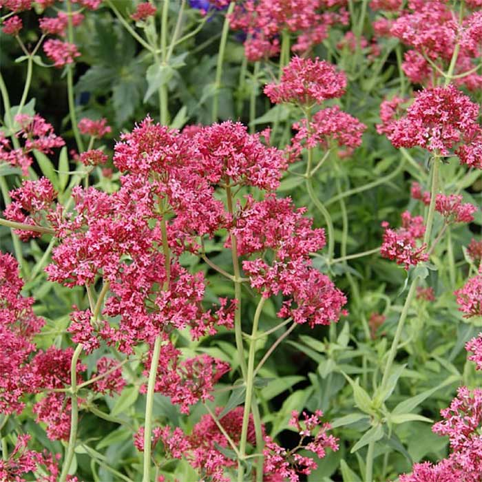 Sporebaldrian, CENTRANTHUS ruber Coccineus - 1 L Potte