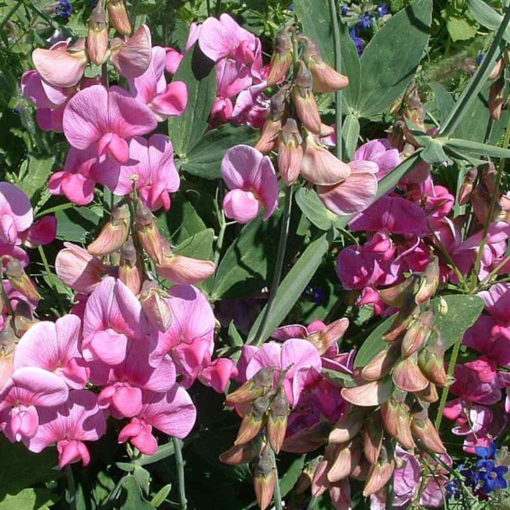 Staudeærteblomst, LATHYRUS latifolius Rote Perle 1 L Potte
