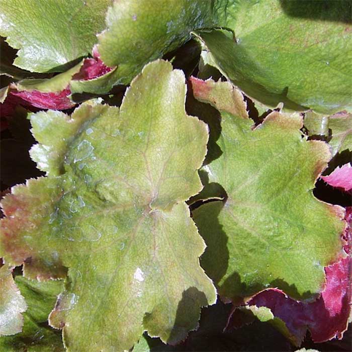 Stenbræk, SAXIFRAGA cortusifolia var. fortunei - 1 L Potte