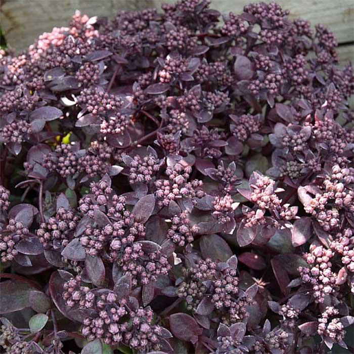 Stenurt, SEDUM c. SunSparkler 'Firecracker' - 10 cm Potte