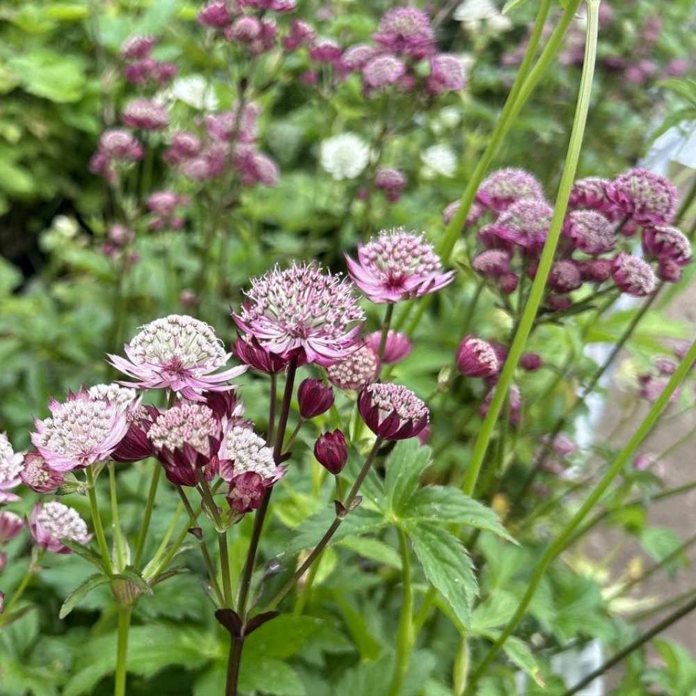 Stjerneskærm, ASTRANTIA major Rosensinfonie - 1 L Potte