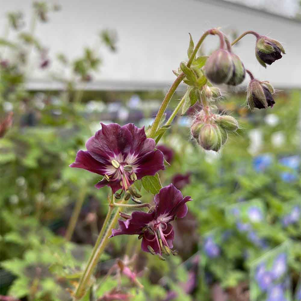 Storkenæb, GERANIUM phaeum Samobor i 1 L potte.