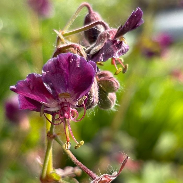 Storkenæb Geranium Phaeum Samobor 1 L Potte